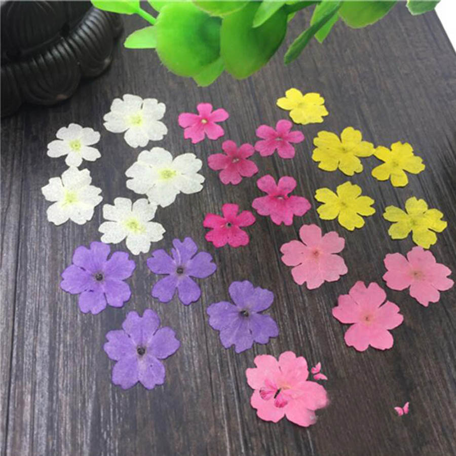 Dried Flower Bookmark - 60 peças 1-2cm prensado seco tingido