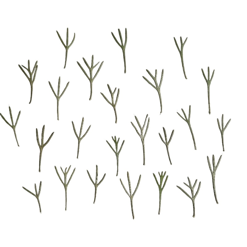 Dried Flower Bookmark - 24 peças, Folhas de Achillea Prensadas