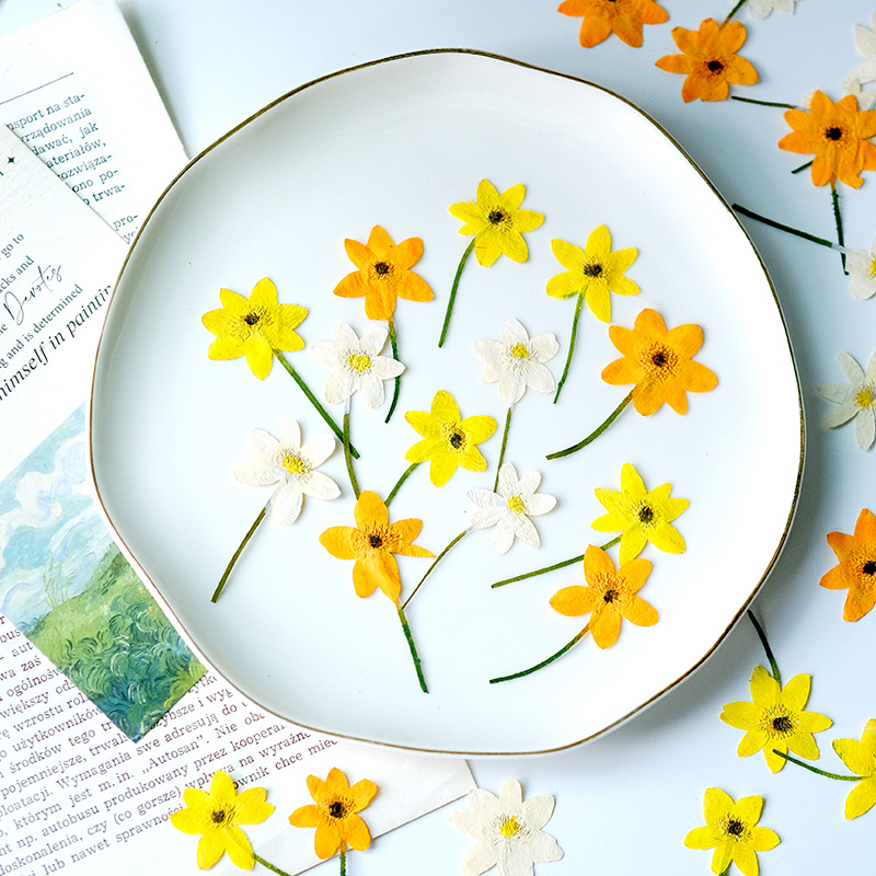 Dried Flower Bookmark - Pétalas de Anêmona Naturais Prensadas 5-7cm/16PCS,