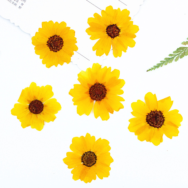 Dried Flower Bookmark - 24 peças, Crisântemo Natural Prensado Real