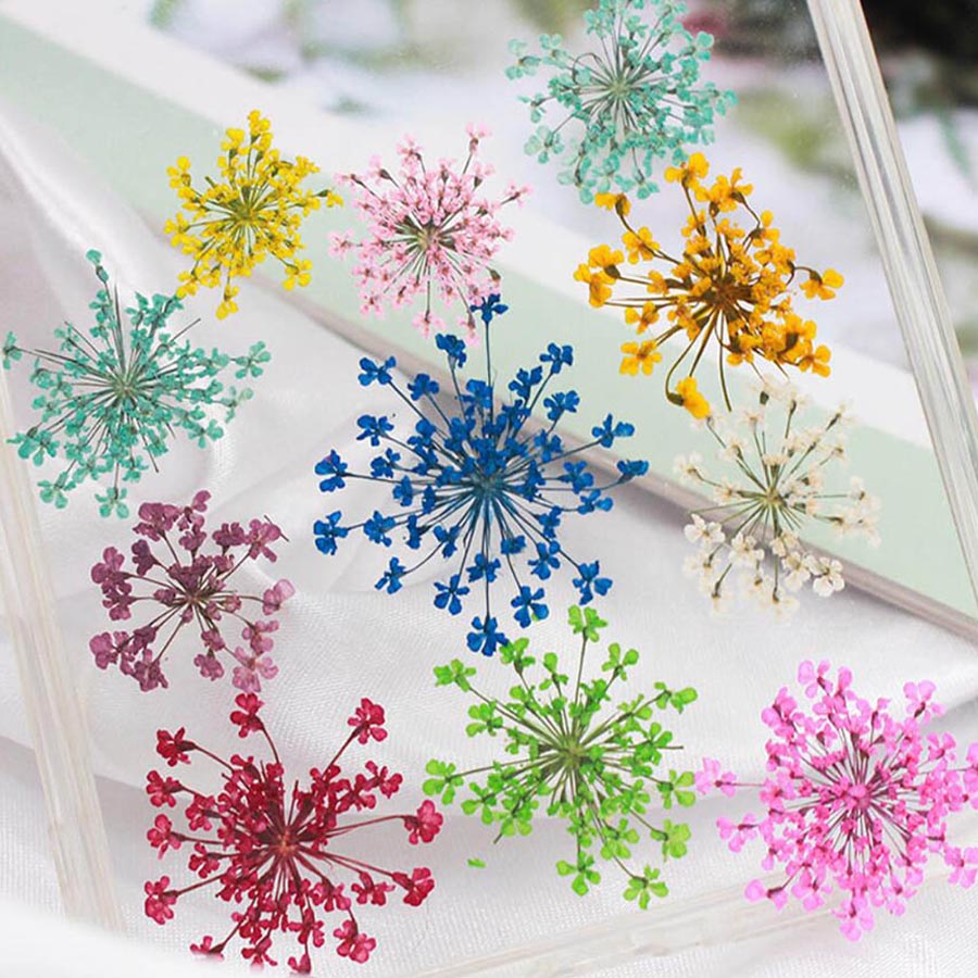 60 peças de flores de Ammi Maj - Dried Flower Bookmark avaliação e preço