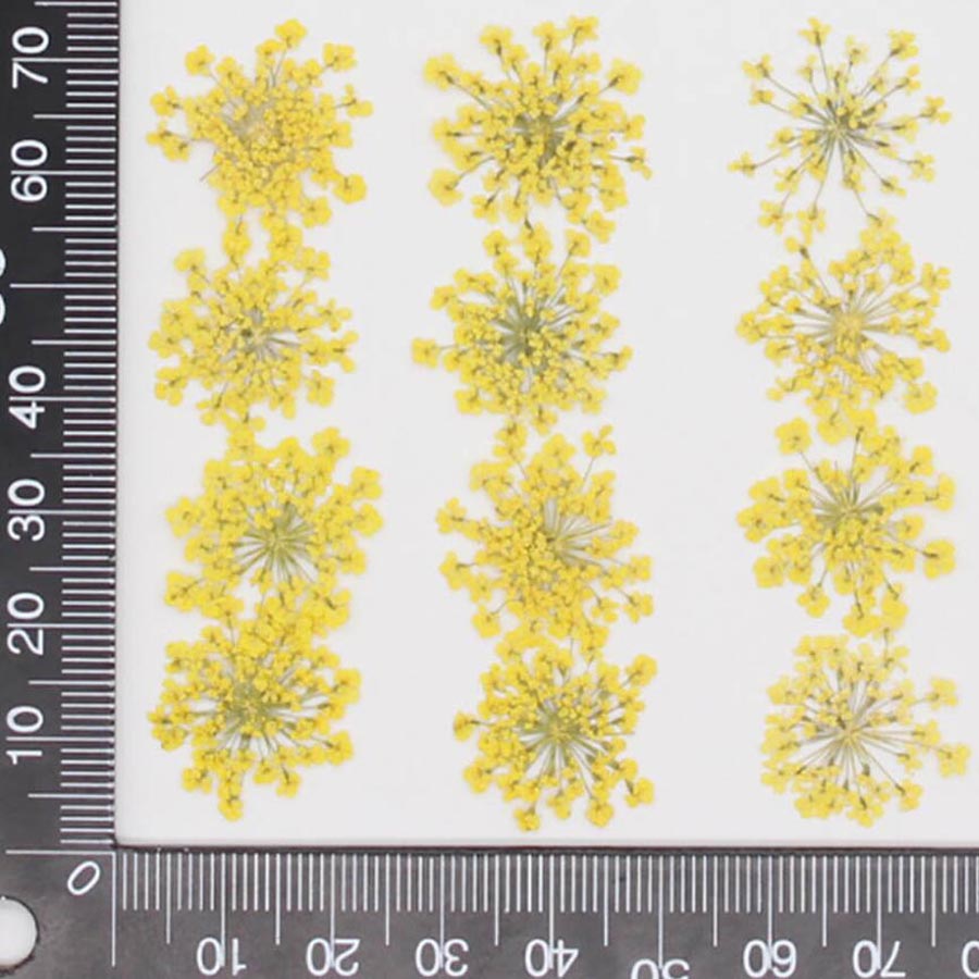 60 peças de flores de Ammi Maj - Dried Flower Bookmark avaliação e preço
