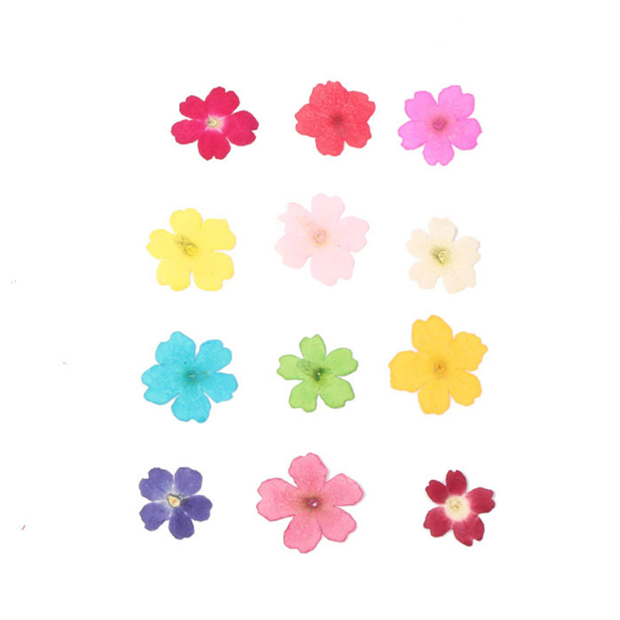 60 peças 1-2cm prensado seco t - Dried Flower Bookmark avaliação e preço