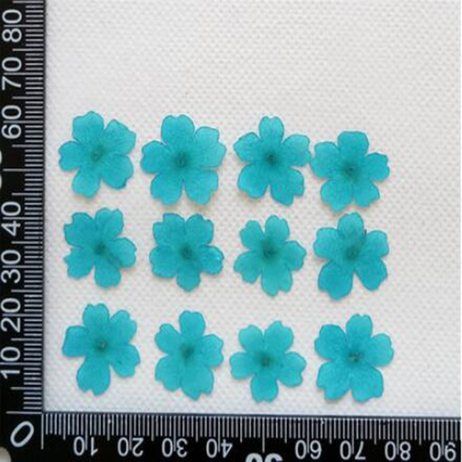 60 peças 1-2cm prensado seco t - Dried Flower Bookmark avaliação e preço