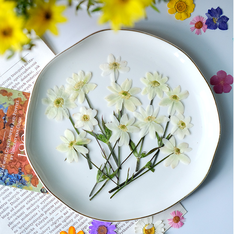 Pétalas de Anêmona Naturais Pr - Dried Flower Bookmark avaliação e preço