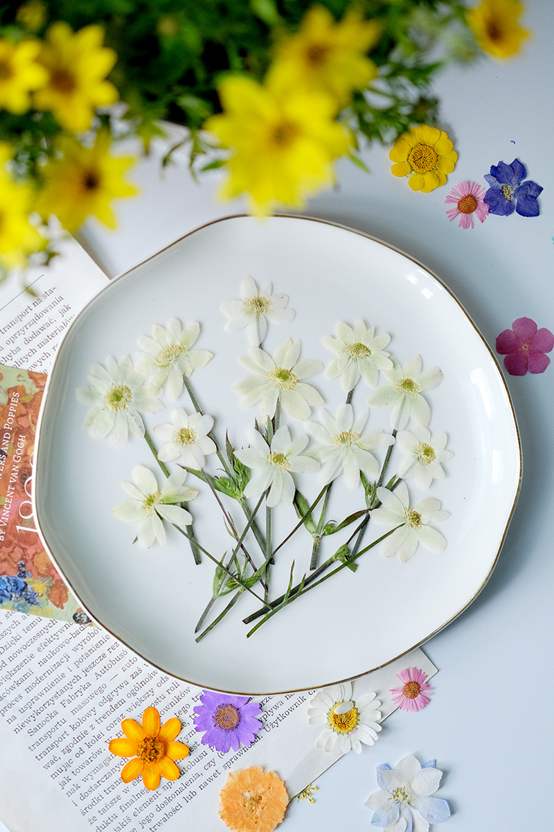 Pétalas de Anêmona Naturais Pr - Dried Flower Bookmark avaliação e preço