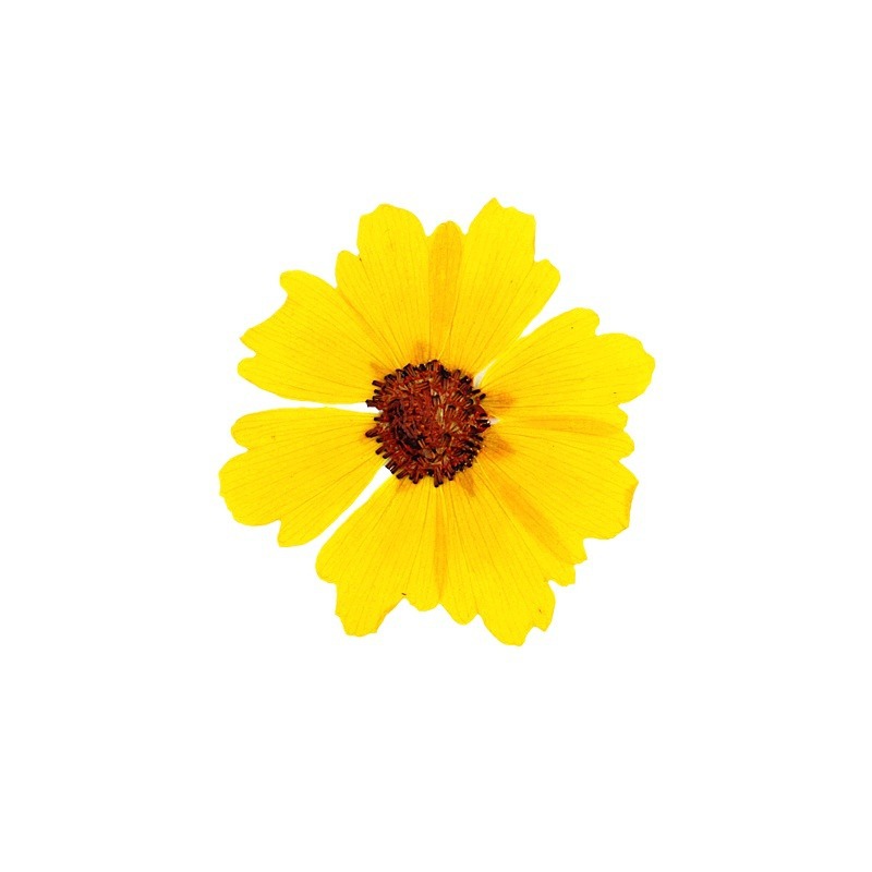 24 peças, Crisântemo Natural P - Dried Flower Bookmark avaliação e preço