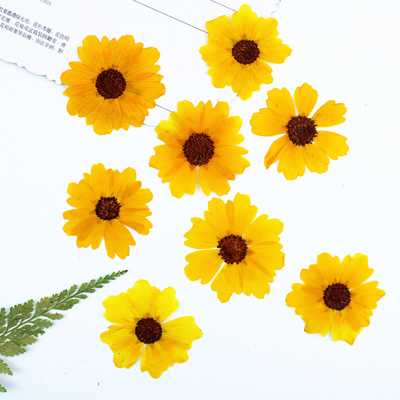 24 peças, Crisântemo Natural P - Dried Flower Bookmark avaliação e preço