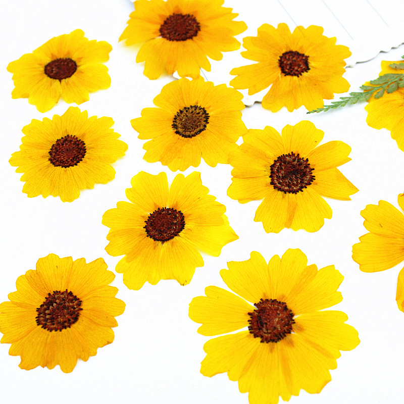 24 peças, Crisântemo Natural P - Dried Flower Bookmark avaliação e preço
