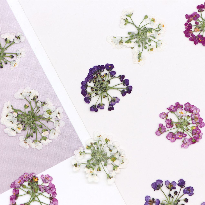 1.5-2.5cm/12 peças, Cabeça de  - Dried Flower Bookmark avaliação e preço